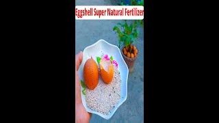 How To Make Eggshell Super Fertilizer for Plants in 3 Minutes [upl. by Ojimmas385]