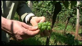 Wines of Germany Growing Regions Rheinhessen [upl. by Honor]