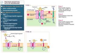 Cell and Molecular Biology Protein Insertion into the ER Membrane [upl. by Fretwell]