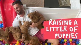 Whats It Like Raising a Litter of Goldendoodle Puppies [upl. by Lanita473]