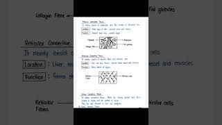 Connective TissueTissue Level Of OrganizationHuman Antonym And Physiology HAP B Pharmacy [upl. by Ardnoel335]