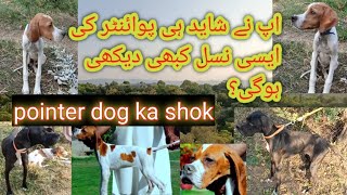 pointer dog ka shok firginia nasl ke dog shayad hi aap nea pointer ki aisi nasel Dekhi hopointer [upl. by Rambert848]