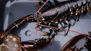 Hummerfiske Lobster fishing along the Swedish west coast [upl. by Arretahs]