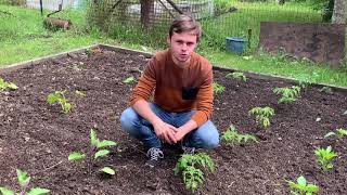 Comment bien planter ses tomates Conseil et astuces pour bien démarrer la culture des tomates [upl. by Jamille]