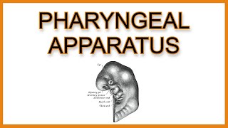 Pharyngeal Arches Pouches and Clefts [upl. by Ohara]