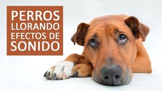 PERROS LLORANDO Efectos de Sonidos HD [upl. by Bartolomeo]