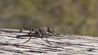 Algún tipo de mosquito en las Salineras de Moray Maras Urubamba Cuzco Perú 10 VI 2024 [upl. by Lagasse]