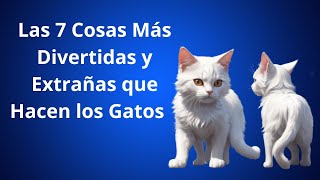 Las 7 Cosas Más Divertidas y Extrañas que Hacen los Gatos [upl. by Ahtnams682]