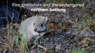 Fire predators and the endangered northern bettong [upl. by Bruyn]