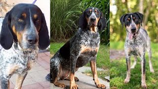 Bluetick coonhound  Funny and Cute dog video compilation in 2022 [upl. by Deeraf]