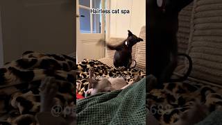 Catstyle massagecats funnypets funny pets funncats [upl. by Derril]