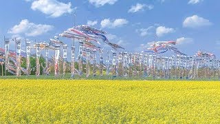 4K UHD  那須高原の菜の花畑と鯉のぼり  Carp streamers in rapeseed fields shot on Samsung NX1 Phantom 4 pro [upl. by Norha88]