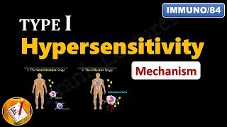 Type I Hypersensitivity Reactions PART 2  Mechanism explained FLImmuno84 [upl. by Christensen]