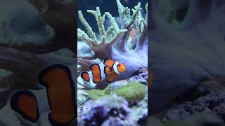 Incredible Reef Aquarium reef reeftank fish [upl. by Selia54]