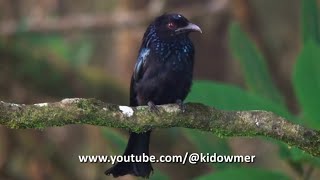 HAIRCRESTED DRONGO Borneo [upl. by Valerian913]