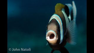 Wideband anemonefish  Amphiprion latezonatus [upl. by Britt606]