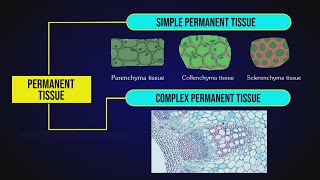 What are Permanent Tissues  Simple Tissue  Parenchyma Collenchyma amp Sclerenchyma [upl. by Ellerey]