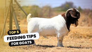 5 feeding tips for goats  Boer Goat Farming [upl. by Hook530]