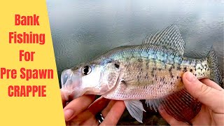 Catching PreSpawn CRAPPIE From The BANK [upl. by Nickola]