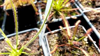 Drosera filiformis  eating insects [upl. by Septima890]