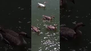 Swan water reelsvideo [upl. by Niklaus606]