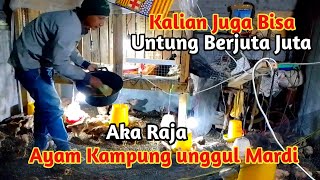 Metode Baru Ternak Ayam Kampung unggul Aka Raja‼️Ayam Mardi [upl. by Chapen]