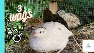 How to Tell the Difference between Female and Male Coturnix Quail 3 Ways [upl. by Uriel303]