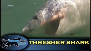 BRITISH RECORD THRESHER SHARK OFFICIAL VIDEO  The Totally Awesome Fishing Show [upl. by Berkshire]