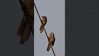 Jungle Babbler Bird bird nature shortvideo youtubeshorts [upl. by Jacquette]