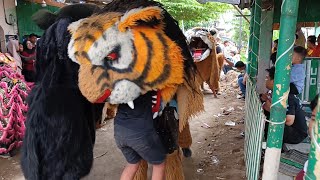 Gara Gara Ngejek Bocil Dicaplok Barongan Macan Kuning New Pandawa [upl. by Molohs234]