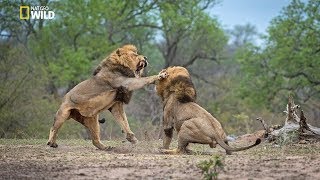 African Lions  National Geographic Documentary [upl. by Ashlie]