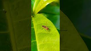 Ensign fly nature insect behavior video species habitat creature macro viralsong love [upl. by Bess476]