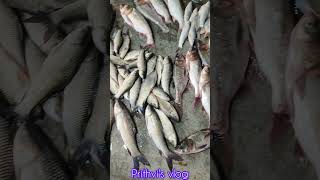 All type river fish pond fish malda pakuahatfish market viralvideo [upl. by Hoo]