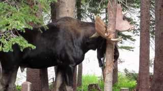 Moose at Brainard Lake [upl. by Emirak]