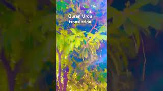 Quran Urdu translation quranictranslation 🤲 [upl. by Llehcnom]