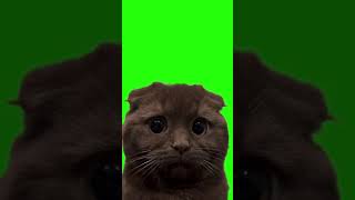 Cat Shocked Face Green Screen  Üzgün Kedi Yeşil Perde [upl. by Eseilanna493]