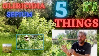 GLIRICIDIA SEPIUM 5 Tips You NEED To Know  Principles of Permaculture [upl. by Ettenel]