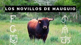 LOS NOVILLOS DE MAUGUIO 🔥 [upl. by Leatri]