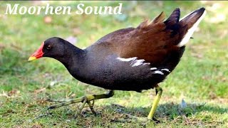 Moorhen Bird Sound  Moorhen Call  Moorhen Sound  Moorhen Bird [upl. by Besnard]