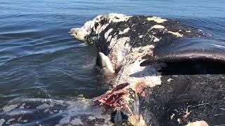 Great White Shark Chewing on Whale  South Carolina [upl. by Alleram]