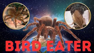 Top 10 Biggest Tarantula in the World [upl. by Hares170]