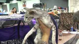 Oriental Shorthair Cat Breed [upl. by Bernette]