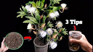 How to care Brahma Kamal  11 Months full Update  अधिक फूल खिलेगा  3 important tips [upl. by Yor]