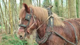 Belgian Draft Horses 3 excellent logging horses at work in the forest [upl. by Esinel691]