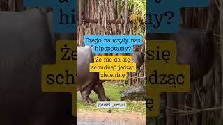 hipopotam dieta dietafitness dietplan wegetarianizm odchudzanie meme memes funny śmieszne [upl. by Akinuahs29]