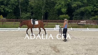 2019 Bay Andalusian mare by Olympian Grandioso First Ride [upl. by Nosmirc]