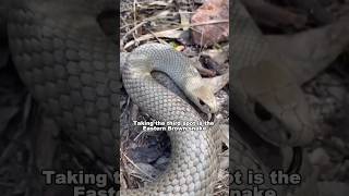 Most Deadliest Snakes In The World snakes shorts youtubeshorts shortsfeed [upl. by Anatak]