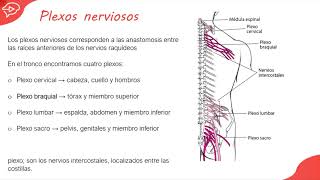 1 Inervación del Miembro Superior  INERVACION DE LOS MIEMBROS [upl. by Stace532]