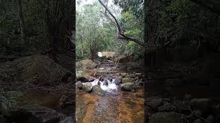 ubatuba sertão da quina cachoeira linda quintal de casa [upl. by Jamieson95]