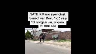 SATILIR Karacayev cinsi Boyu 163 yaşı 10 yorğası var zil qara 12000 azn [upl. by Eillam]